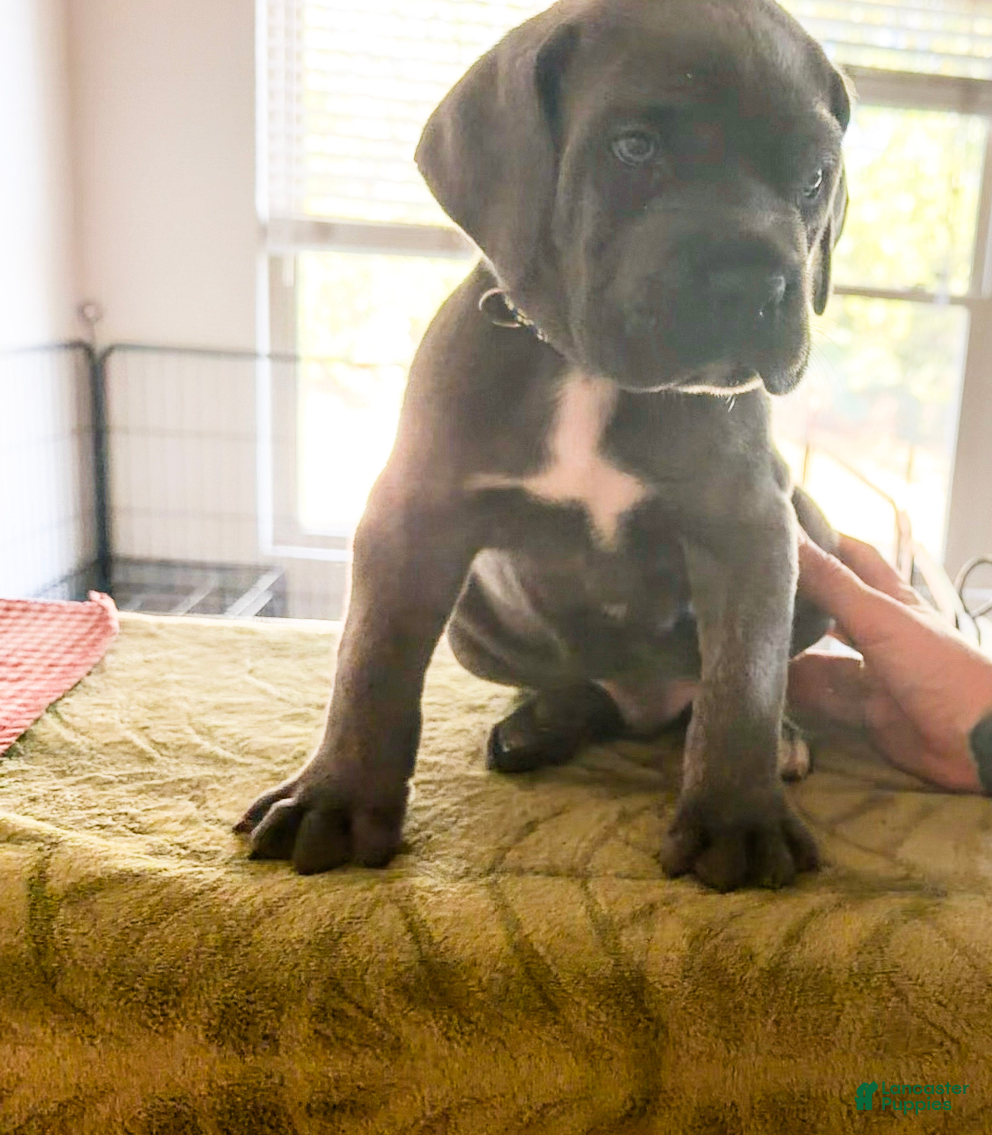 Cane Corso dogs Yogi  - Ad 41