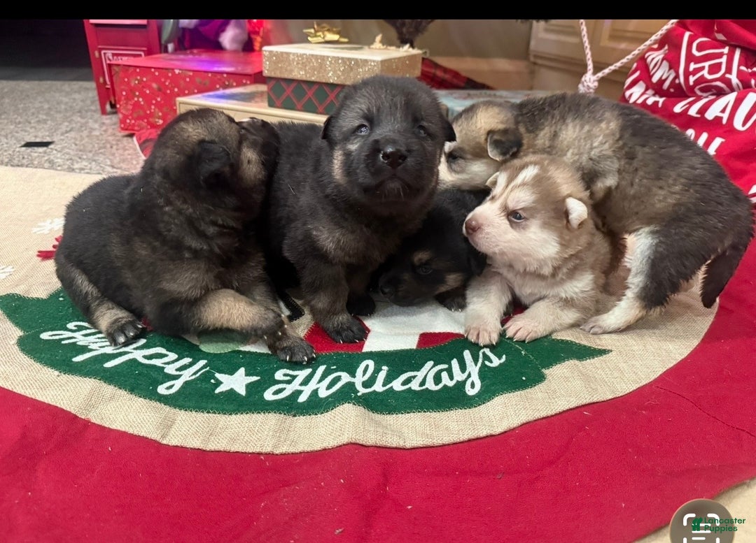 Gerberian Shepsky dogs for sale: Gerberian Shepsky Puppy 1 - Ad 25