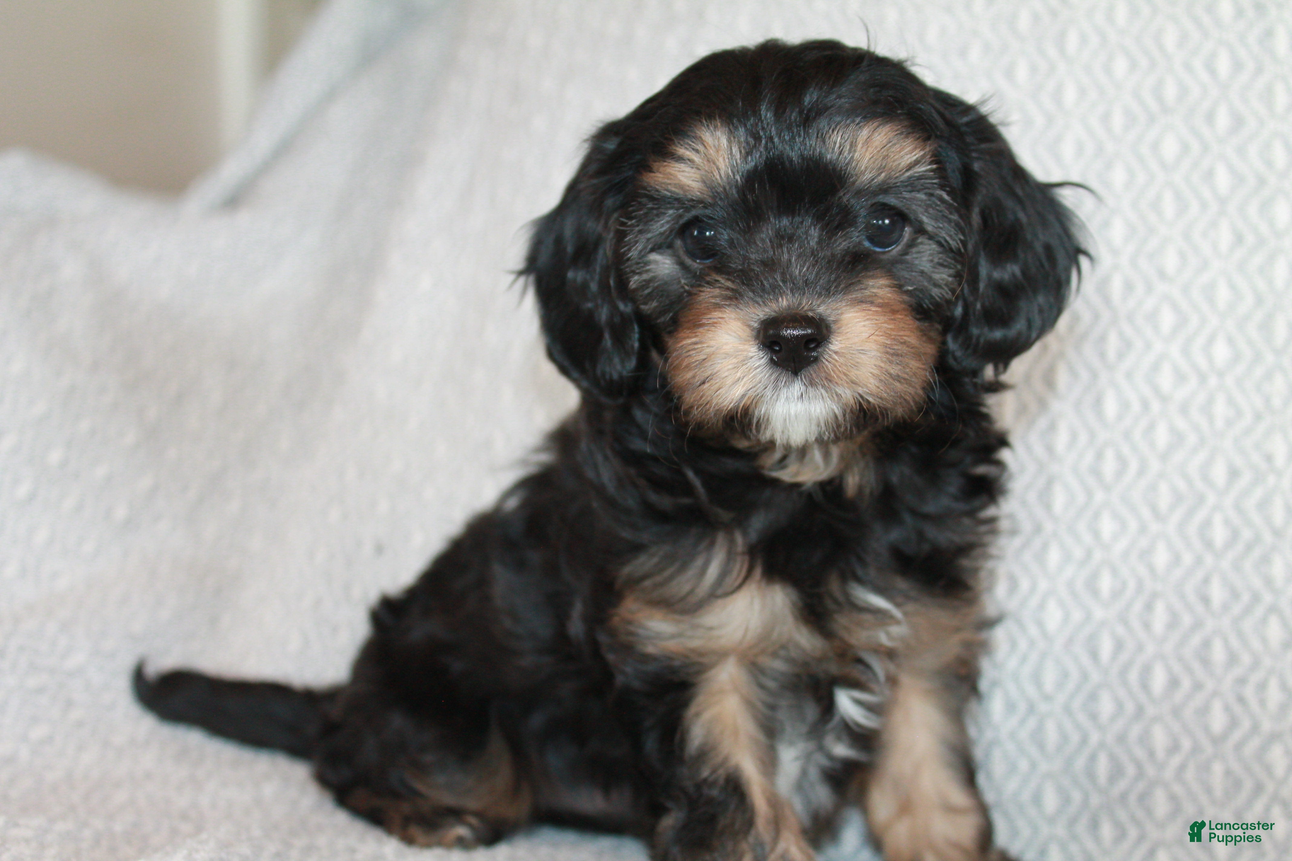 Cavapoo dogs Teddy - Ad 1