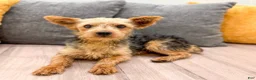 Yorkshire Terrier dogs for sale: Bentley - Ad 8