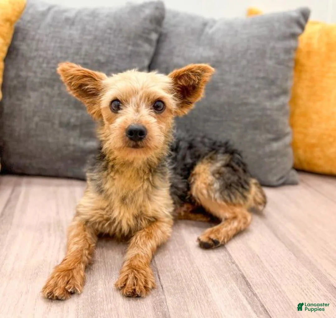 Yorkshire Terrier dogs for sale: Bentley - Ad 8