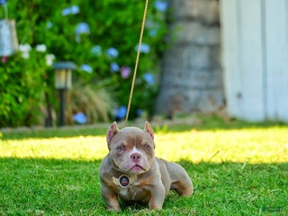 American Bully dogs - Ad 11