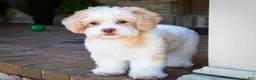 Shihpoo dogs for sale: Sullivan - Ad 13