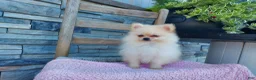 Pomeranian dogs for sale: Hunter - Ad 4