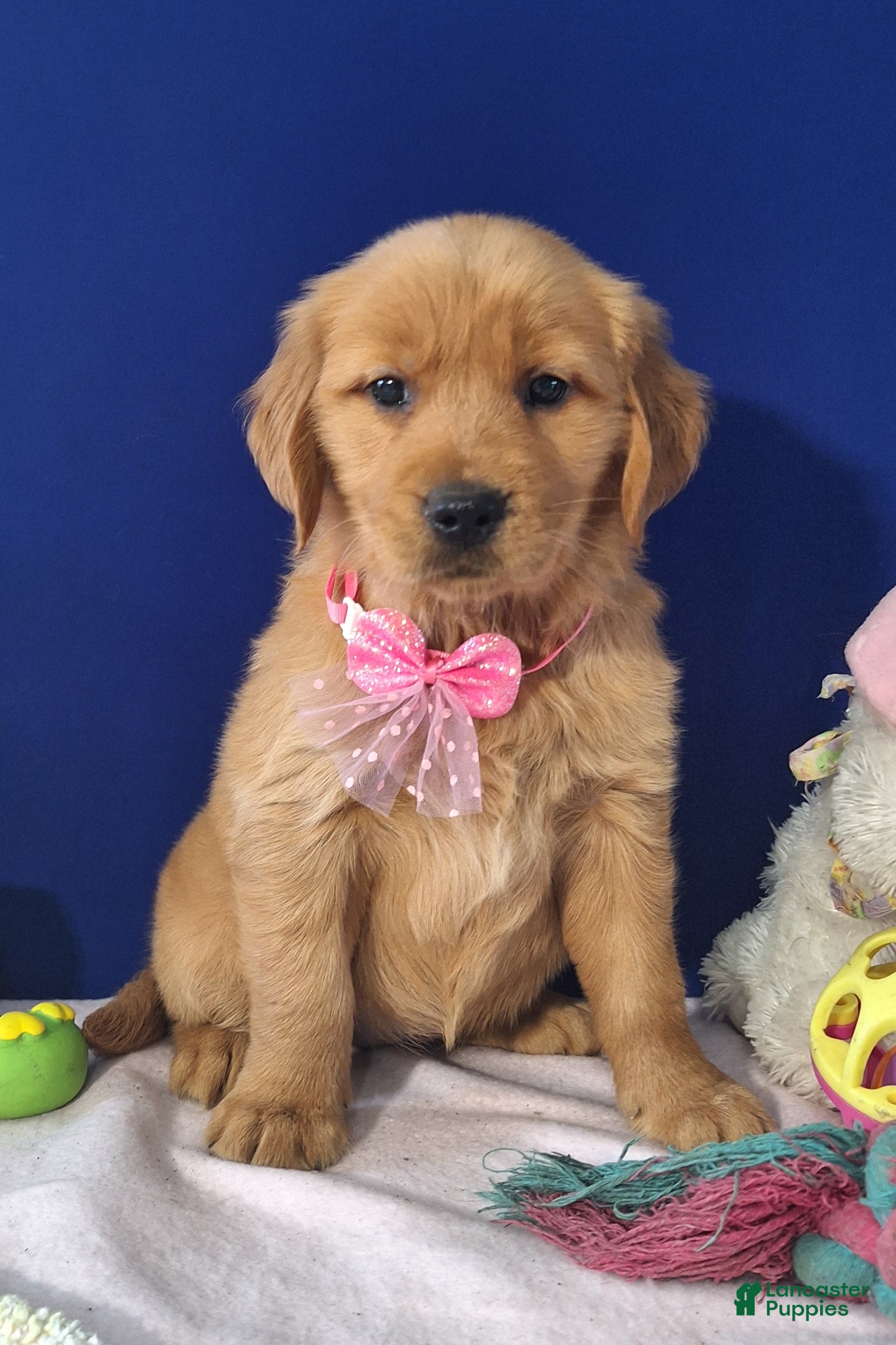 Golden Retriever dogs Abriella - Ad 1