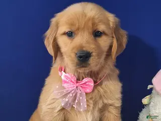 Golden Retriever dogs for sale: Abriella - Ad 2