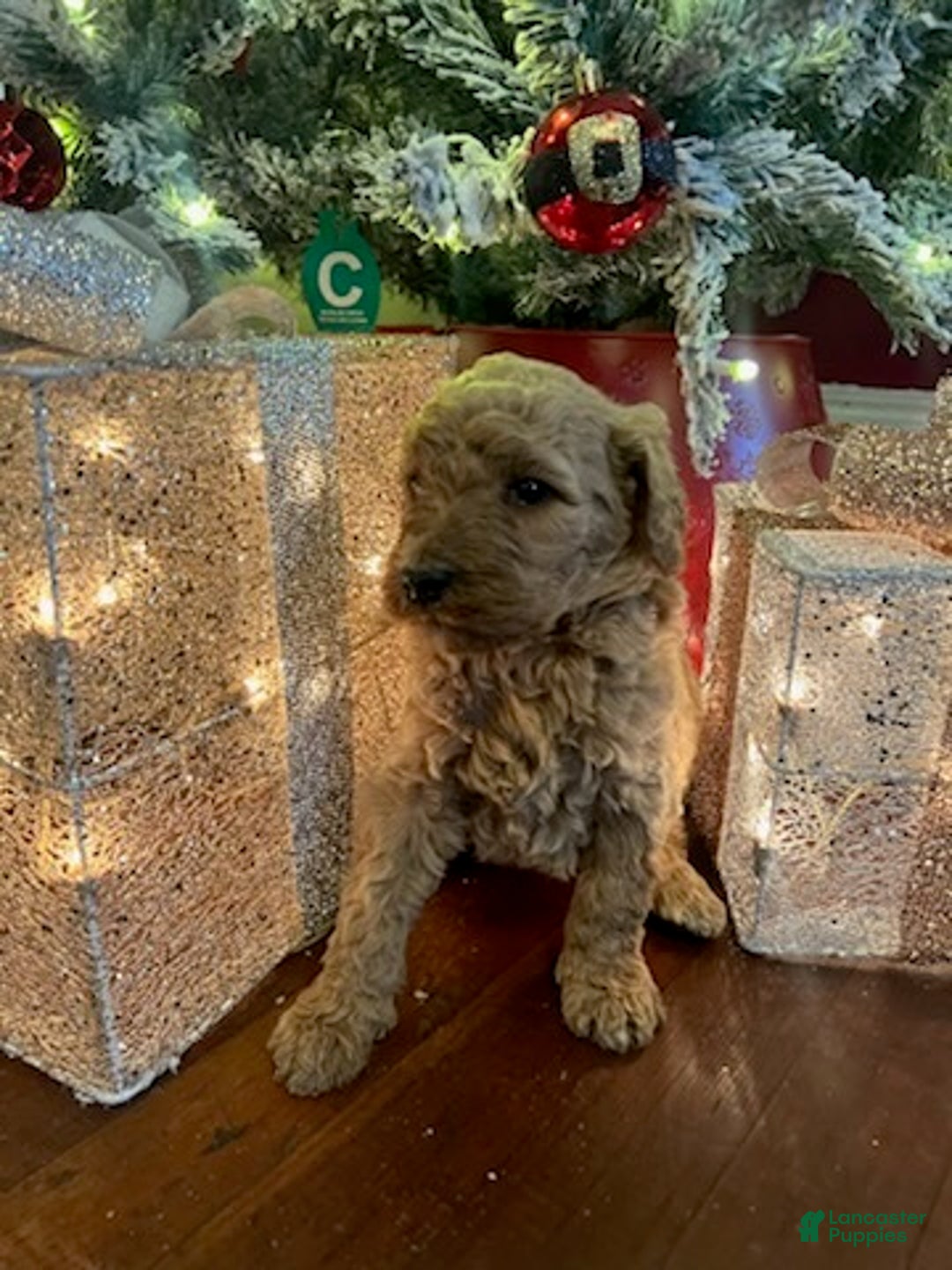 Standard Poodle dogs for sale: Billy - Ad 6