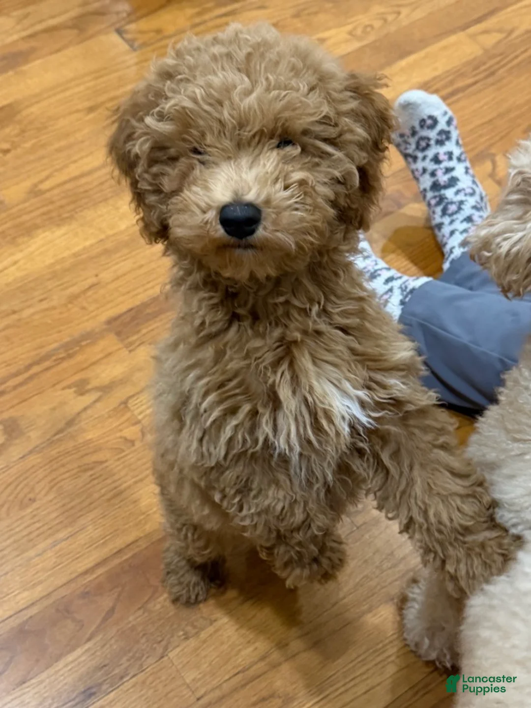 Goldendoodle dogs for sale: CO CO - Ad 1