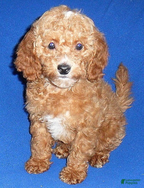 Cockapoo dogs Bentley - Ad 34