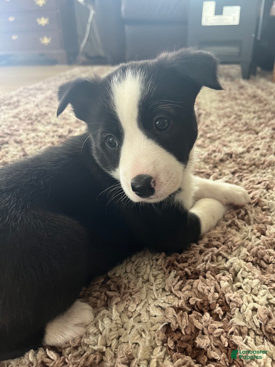 Mixed Breed dogs for sale: Ruby - Ad 2