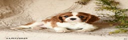 Cavalier King Charles Spaniel dogs for sale: Skippy - Ad 2