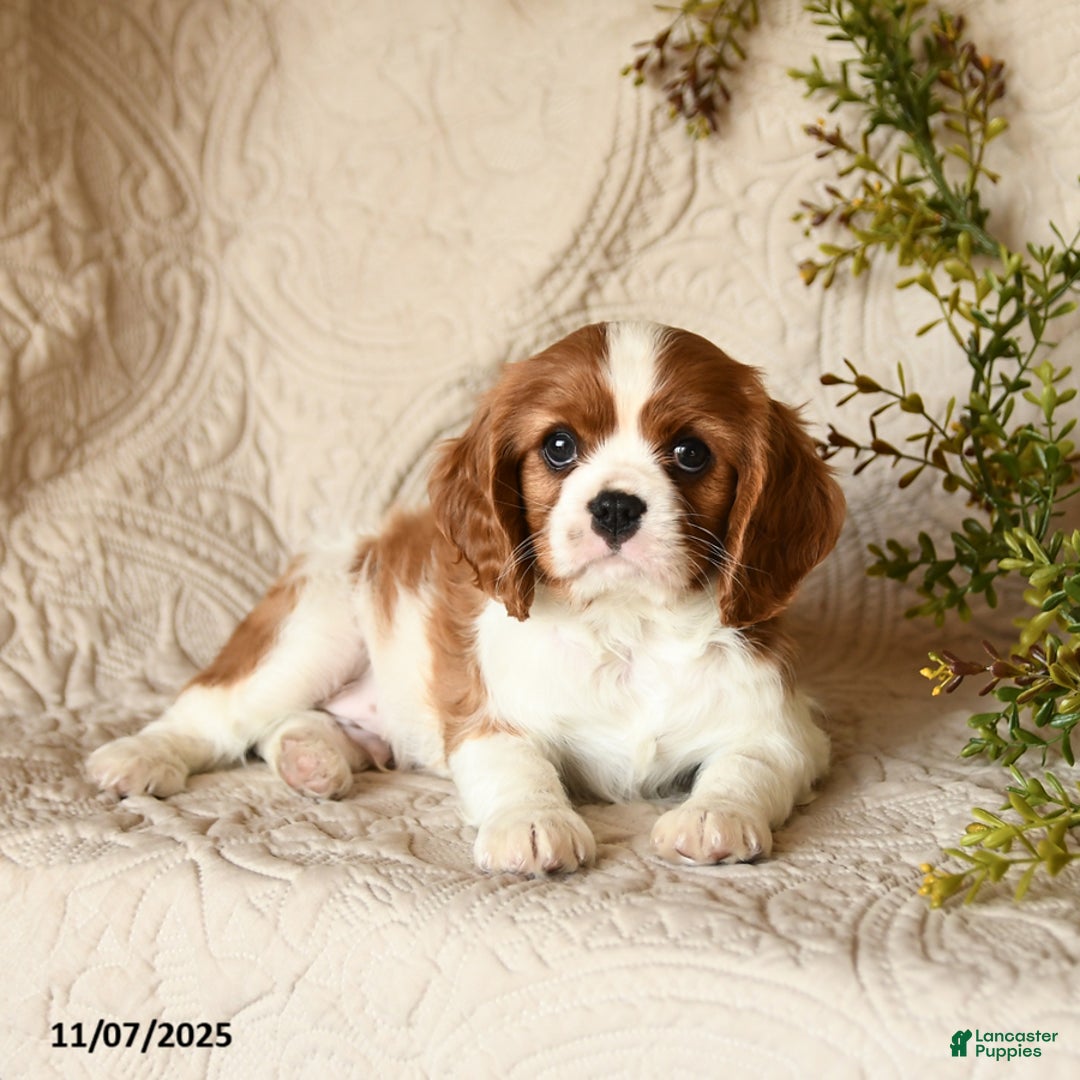 Cavalier King Charles Spaniel dogs for sale: Skippy - Ad 2