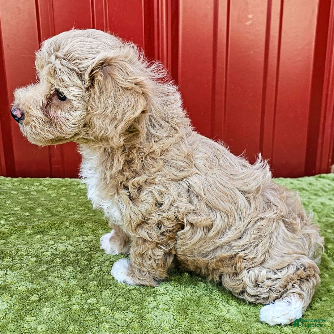 Brenda for sale in Humboldt Lancaster Puppies