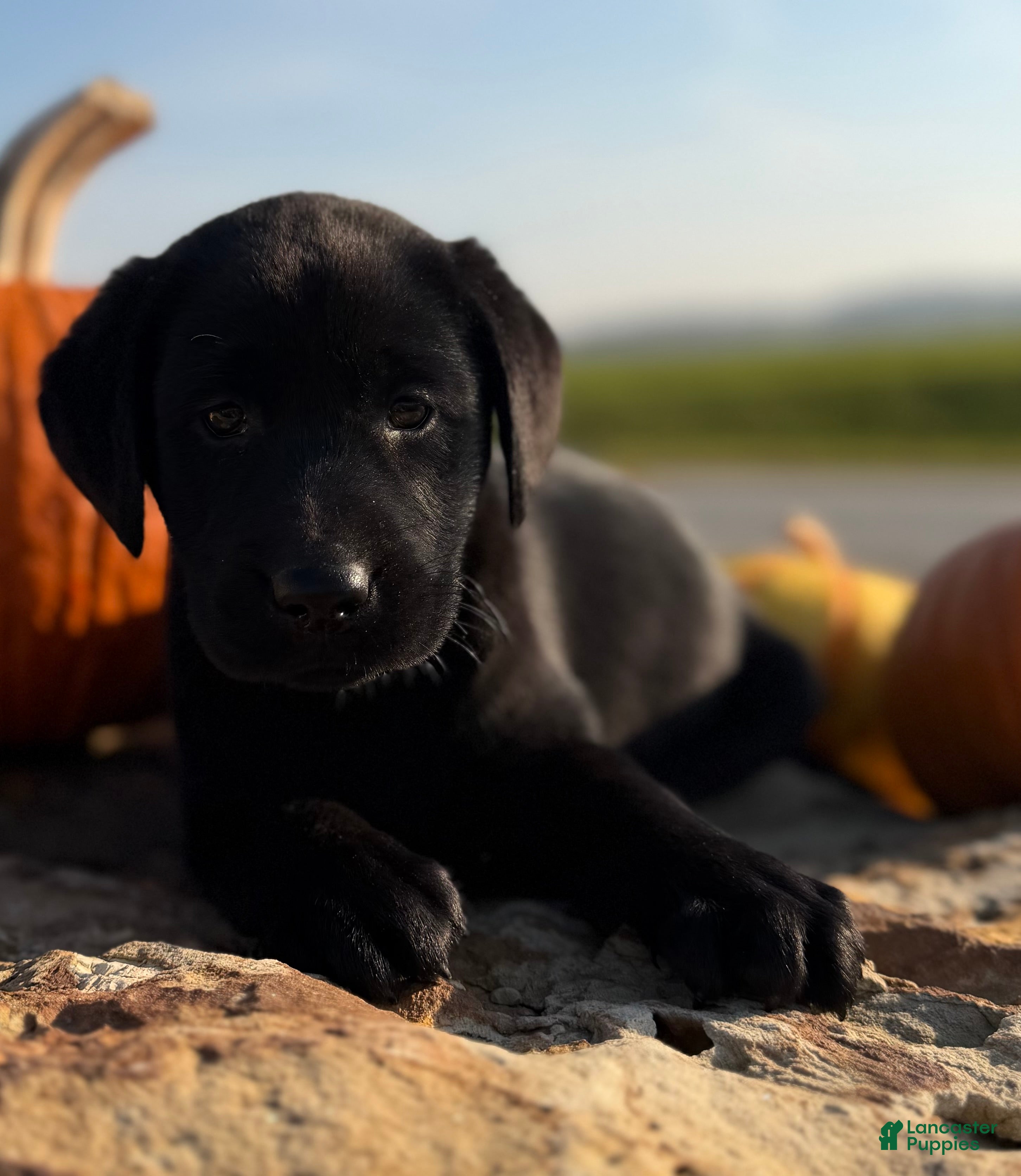 Labrador Retriever dogs for sale: Remy  - Ad 1