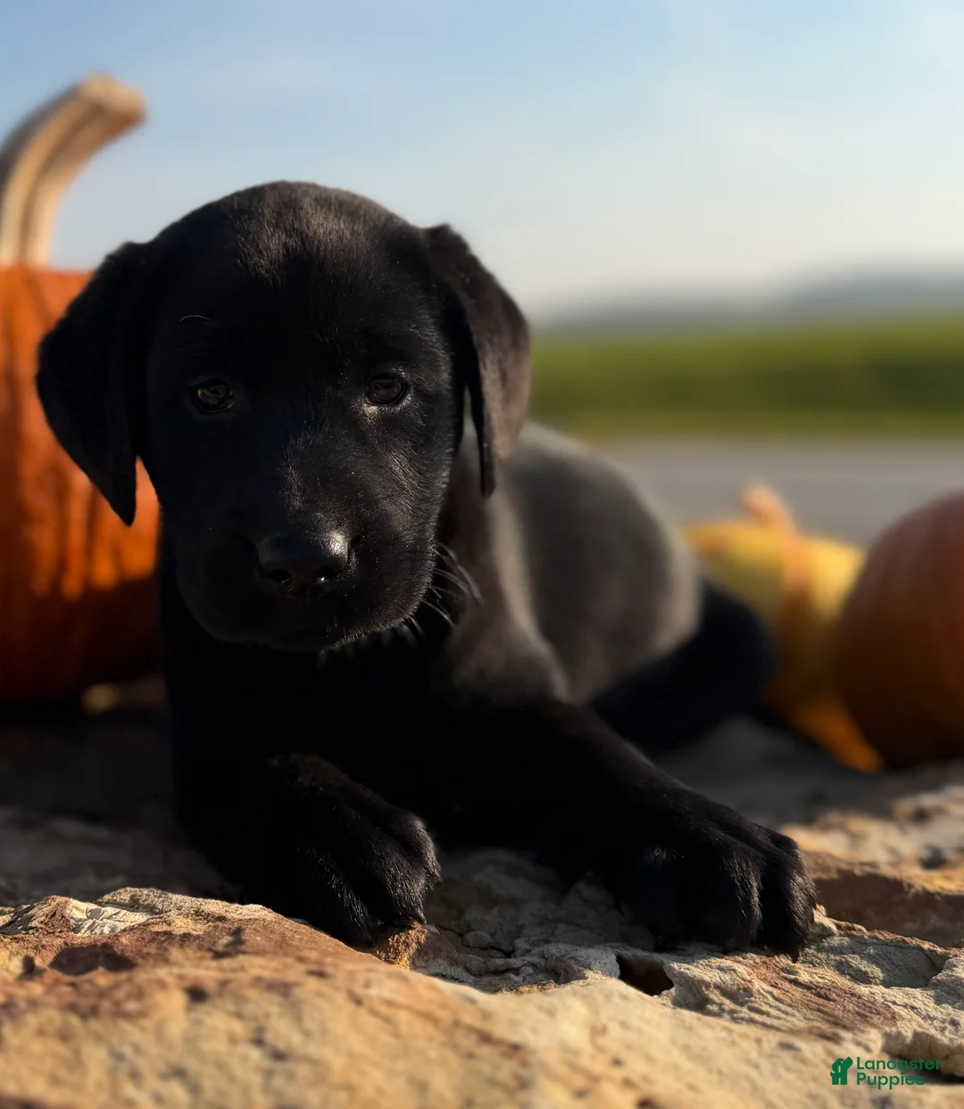Labrador Retriever dogs for sale: Remy  - Ad 1