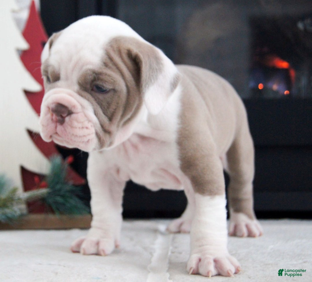 Olde English Bulldogge dogs for sale: Oakley - Ad 7