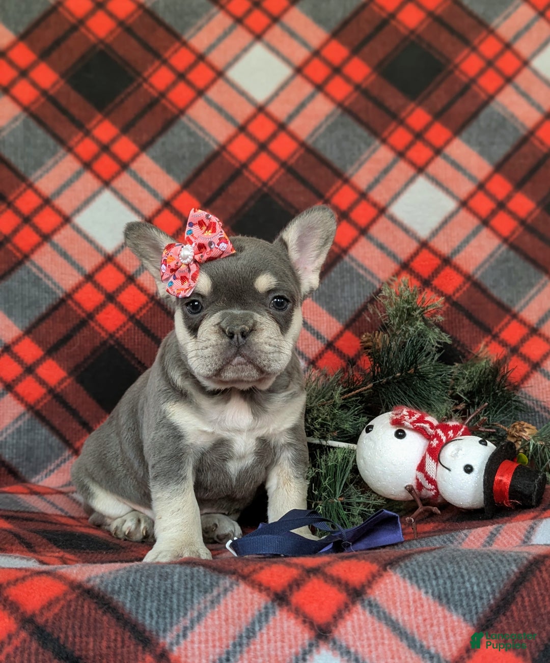 French Bulldog dogs for sale: Corrine - Ad 3