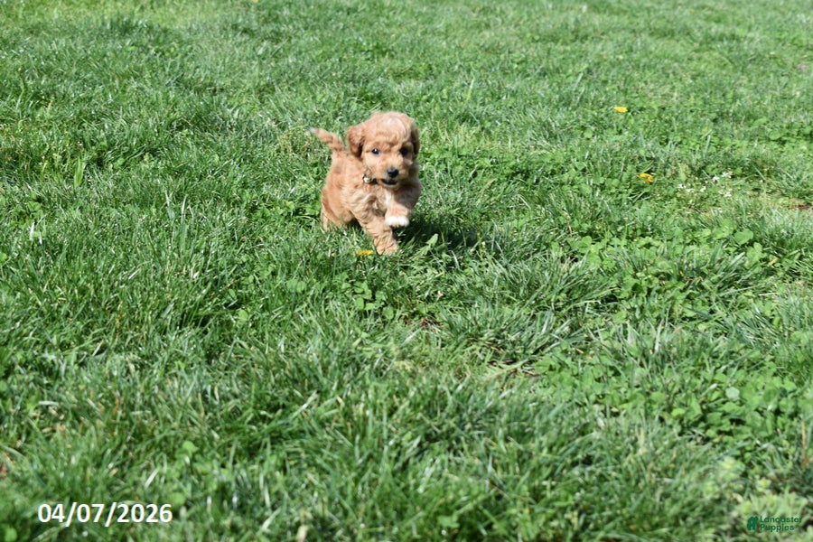 Bichpoo dogs Britney - Ad 2