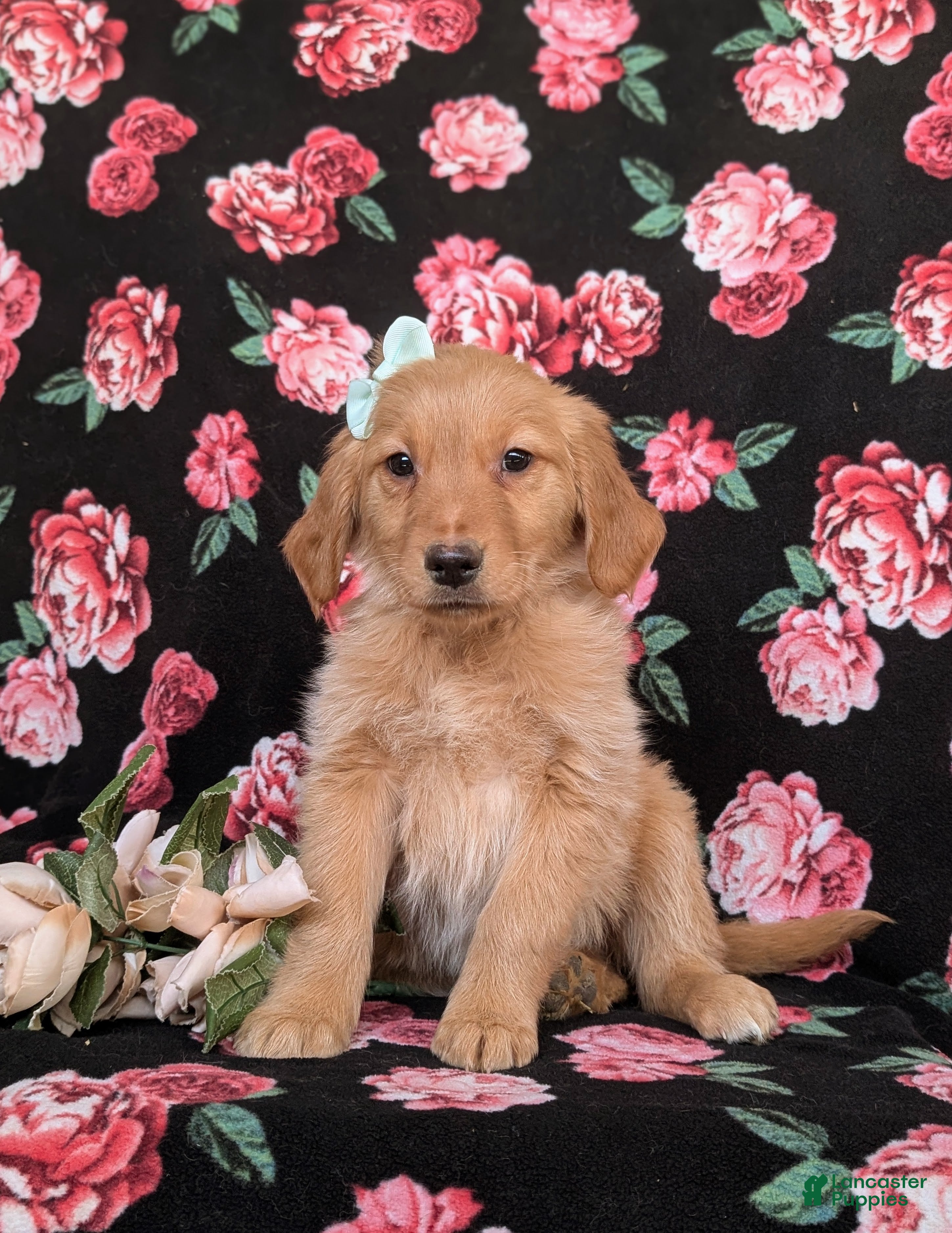 Golden Retriever dogs Jada - Ad 2