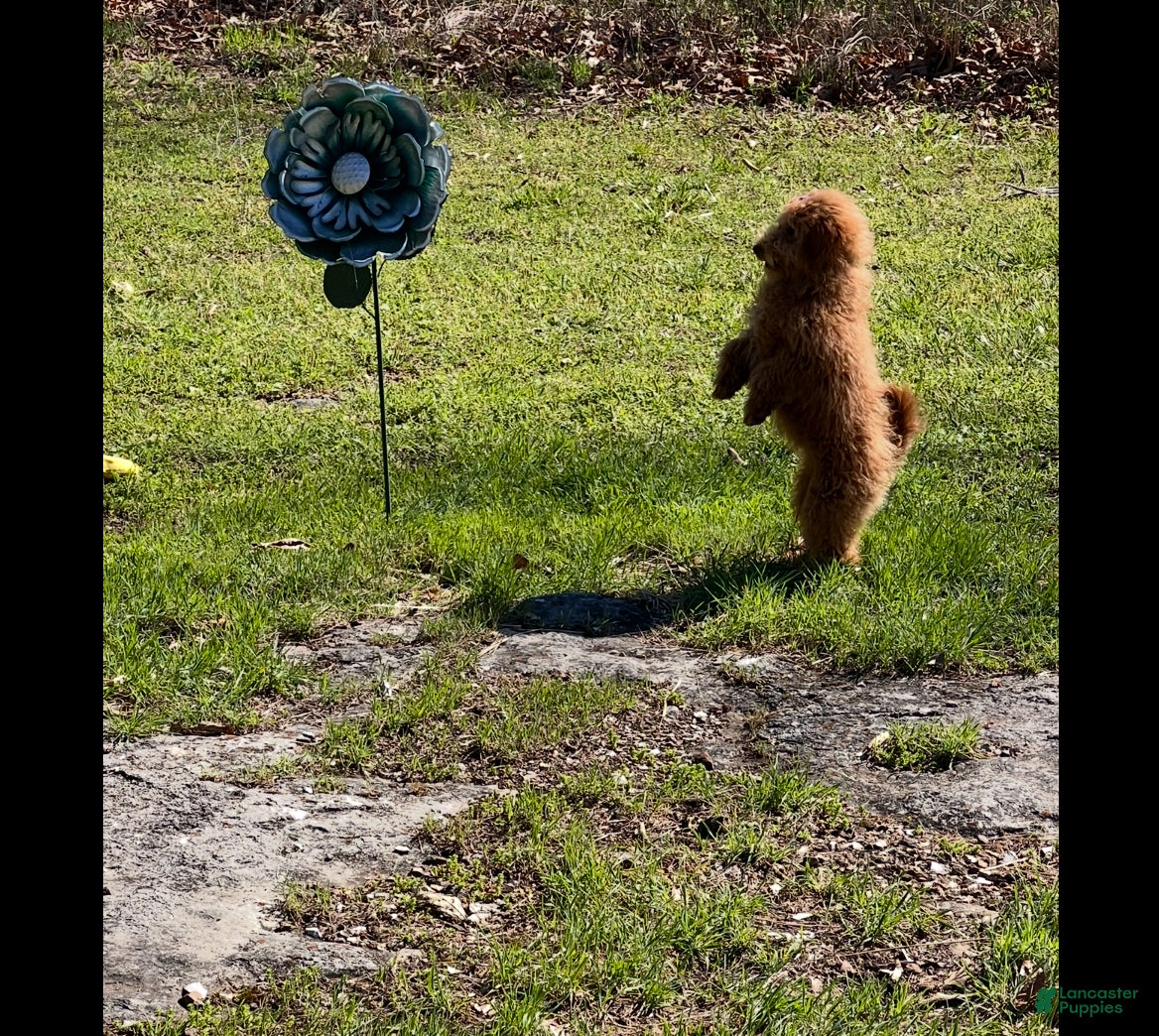 Goldendoodle dogs Goldendoodle Puppy 1 - Ad 1