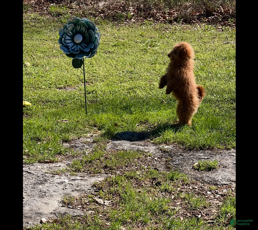 Goldendoodle dogs for sale: Goldendoodle Puppy 1 - Ad 1