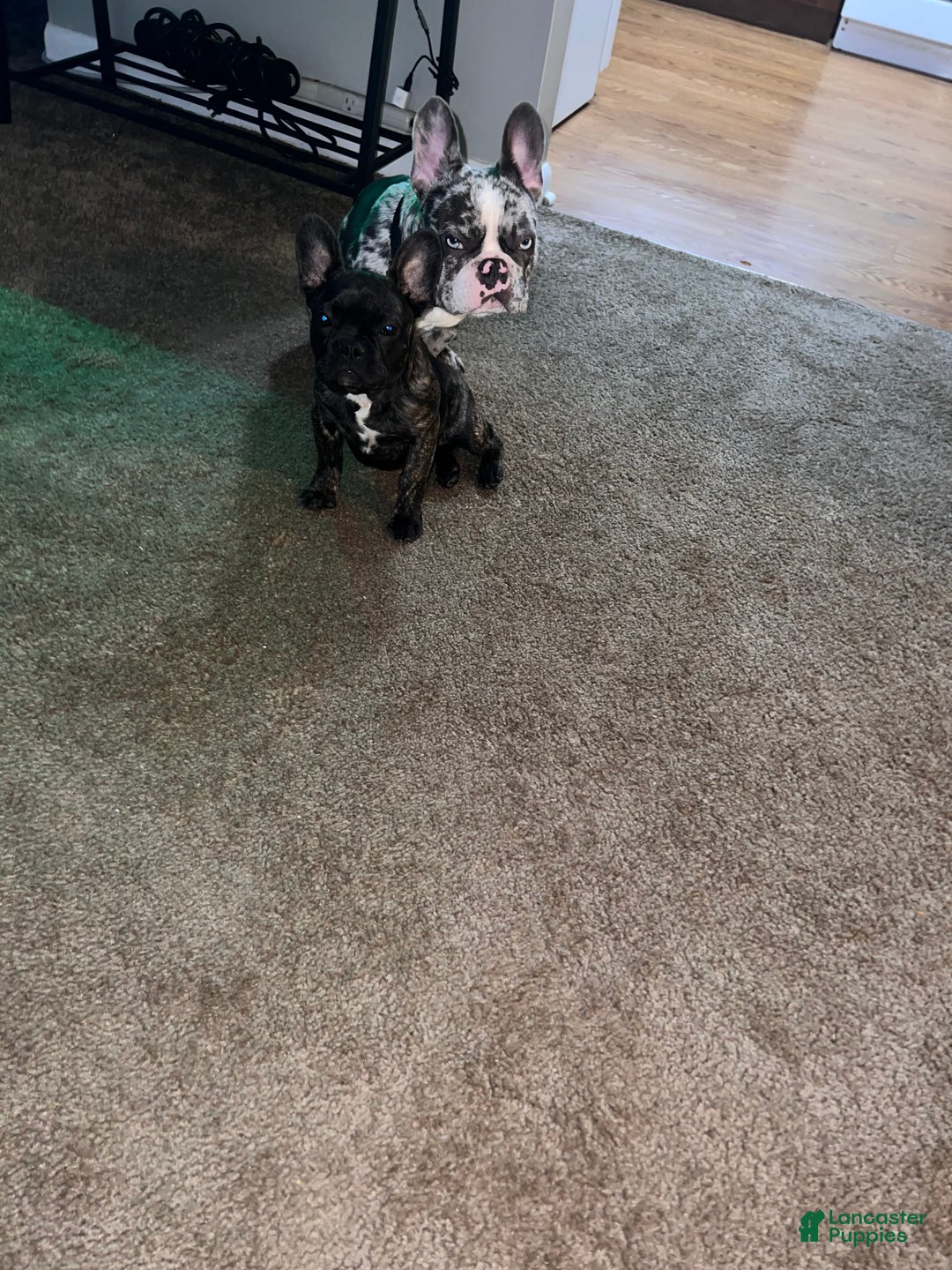 French Bulldog dogs for sale: Snow - Ad 2