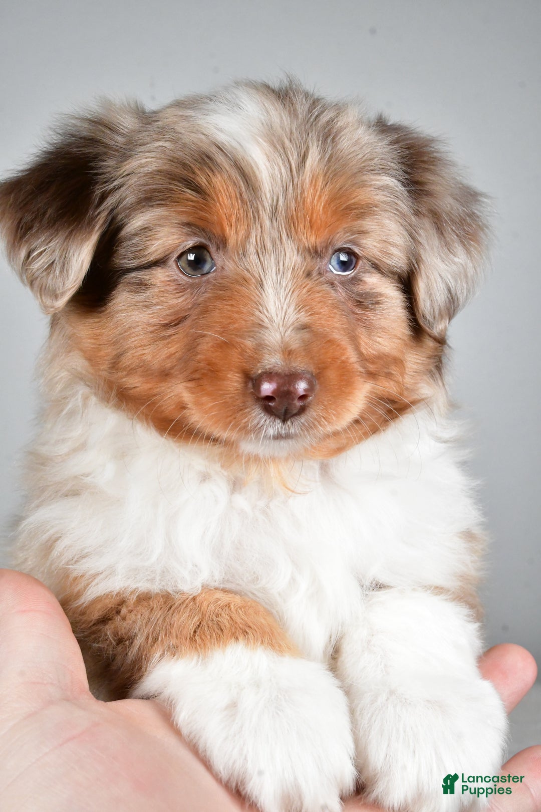 Miniature Australian Shepherd dogs for sale: Rita - Ad 6