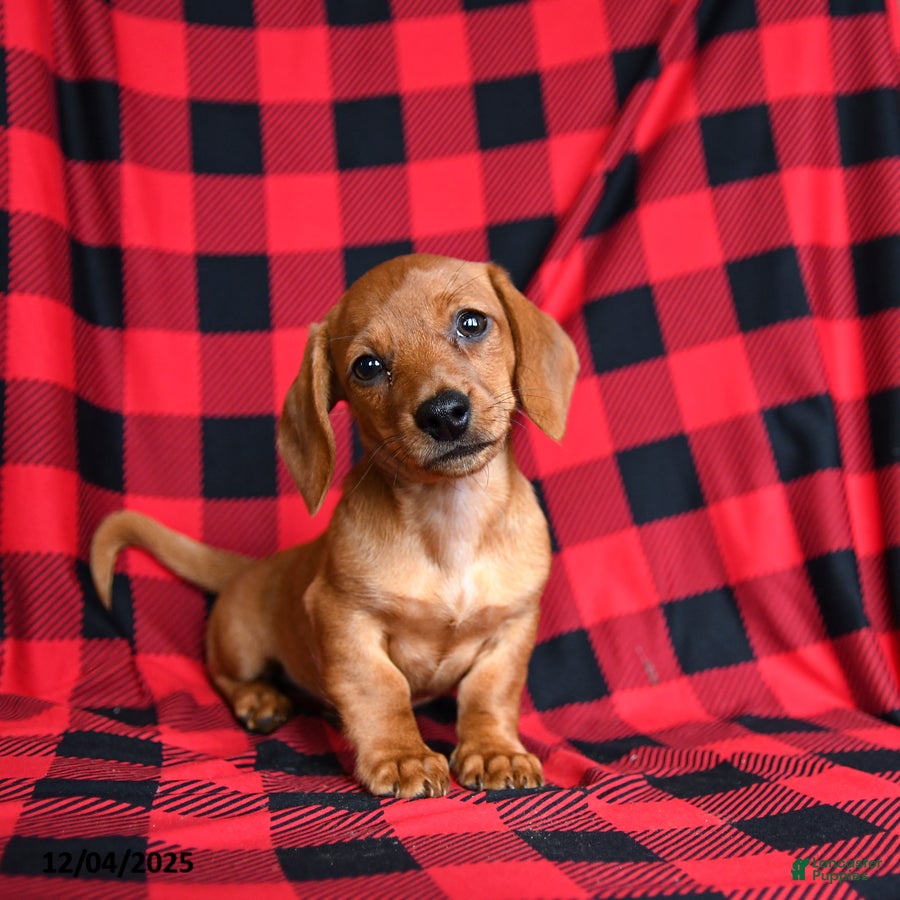 Miniature Dachshund dogs Zia - Ad 18
