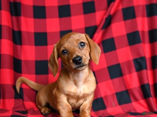 Miniature Dachshund dogs Zia - Ad 4