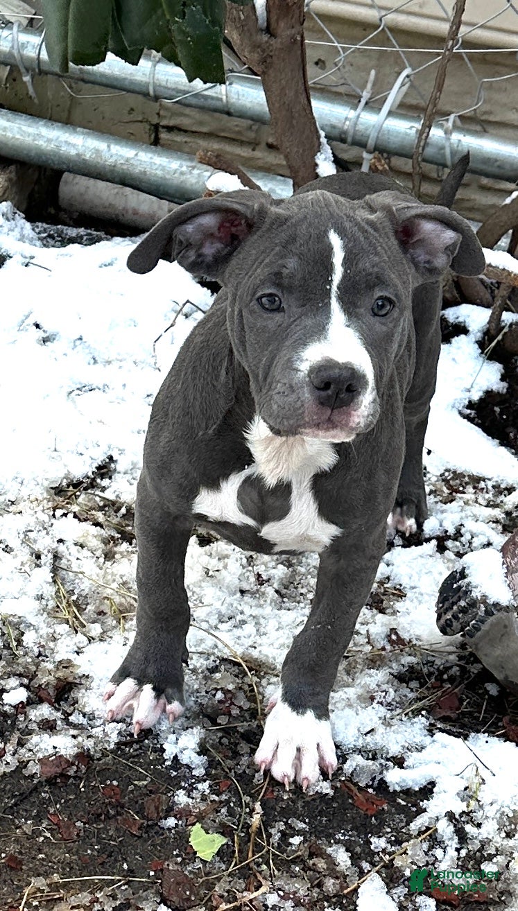 American Bully dogs Bella (Yellow) ABKC Blue - A Great Christmas Present! - Ad 5