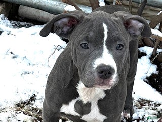 American Bully dogs Bella (Yellow) ABKC Blue - A Great Christmas Present! - Ad 2