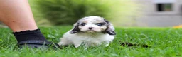 Cavapoo dogs for sale: Delilah - Ad 7