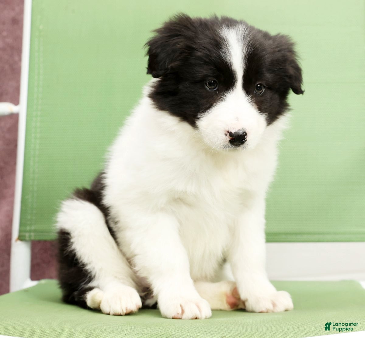 Border Collie dogs Daisy - Ad 2
