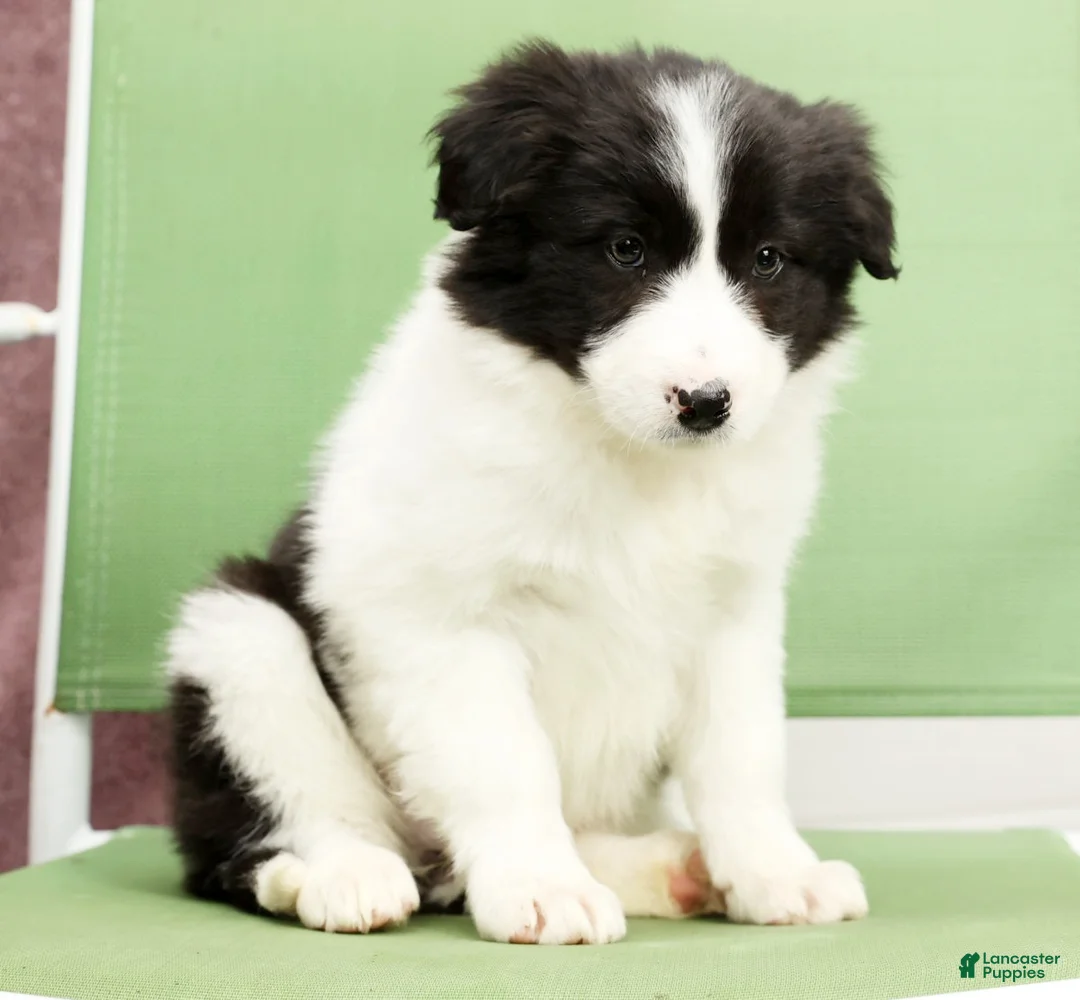 Border Collie dogs for sale: Daisy - Ad 2
