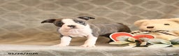 Boston Terrier dogs for sale: Heidi - Ad 4