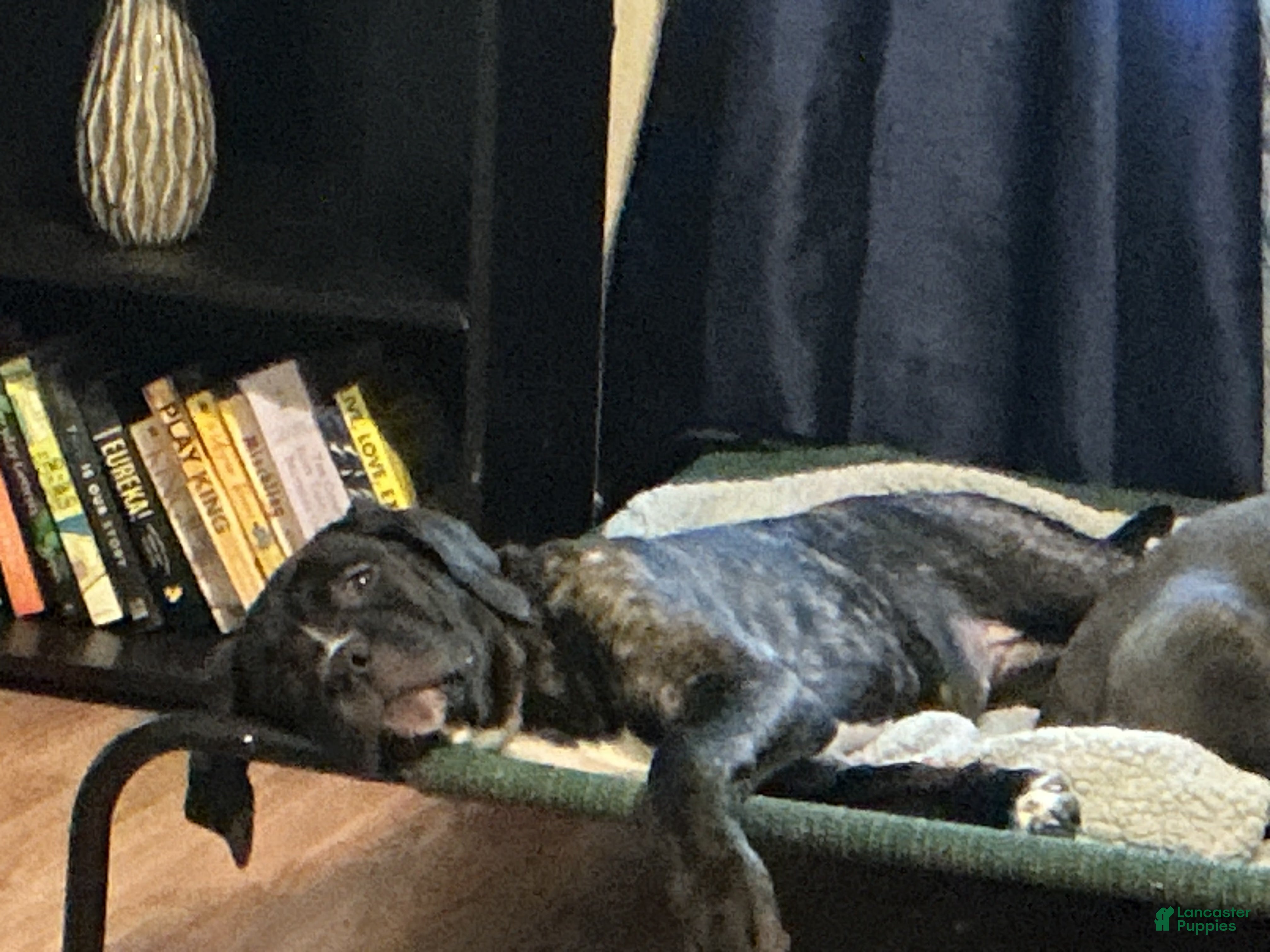 Cane Corso dogs Fancy - Ad 2