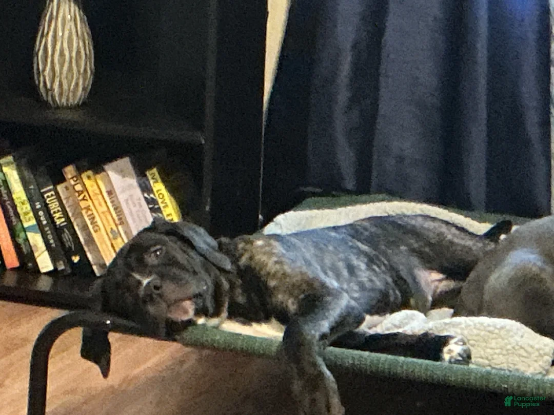 Cane Corso dogs for sale: Fancy - Ad 2