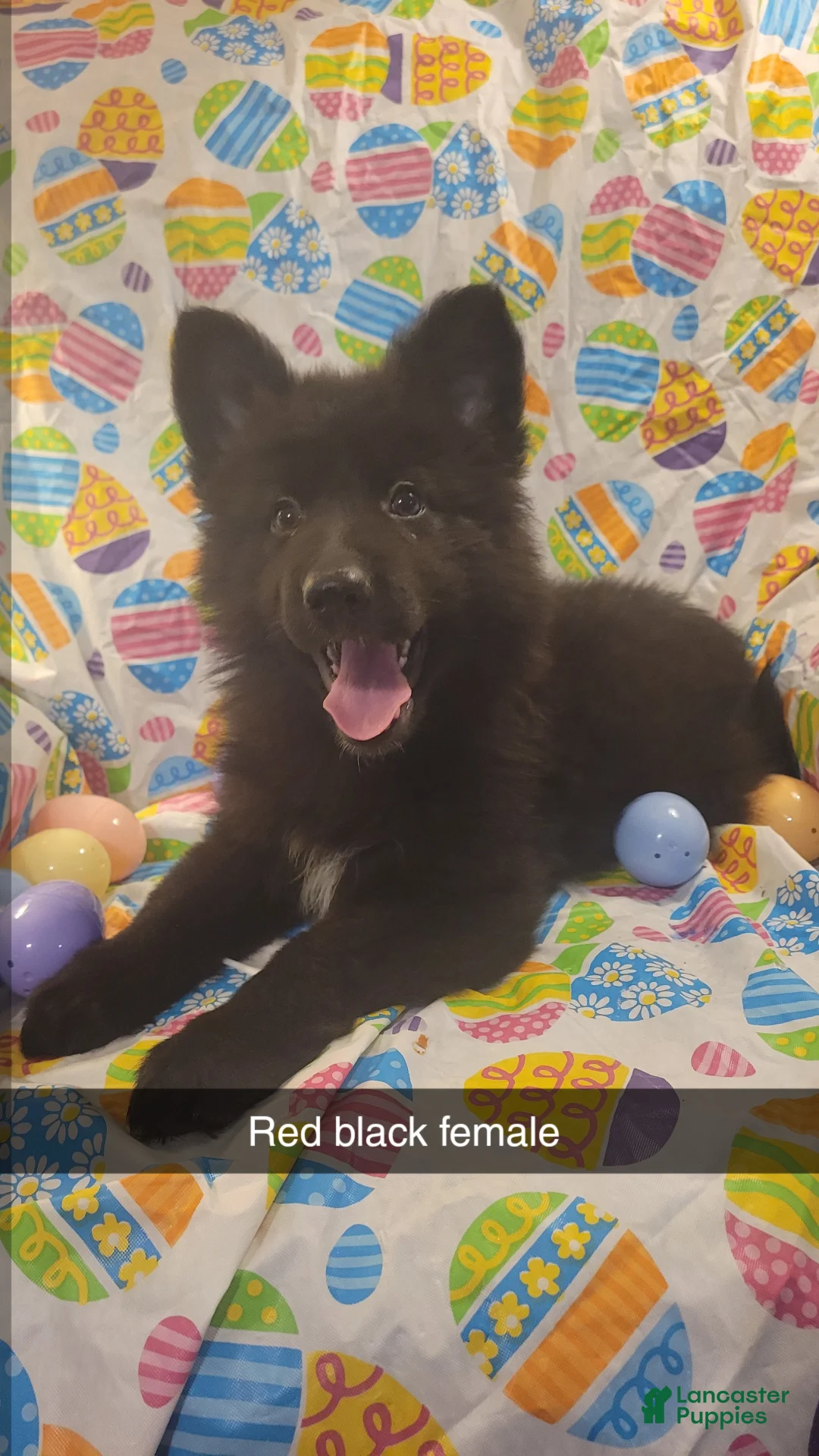 German Shepherd dogs for sale: Red Black girl - Ad 2