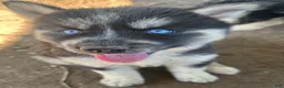 Siberian Husky dogs for sale: Siberian Husky 5 - Ad 1