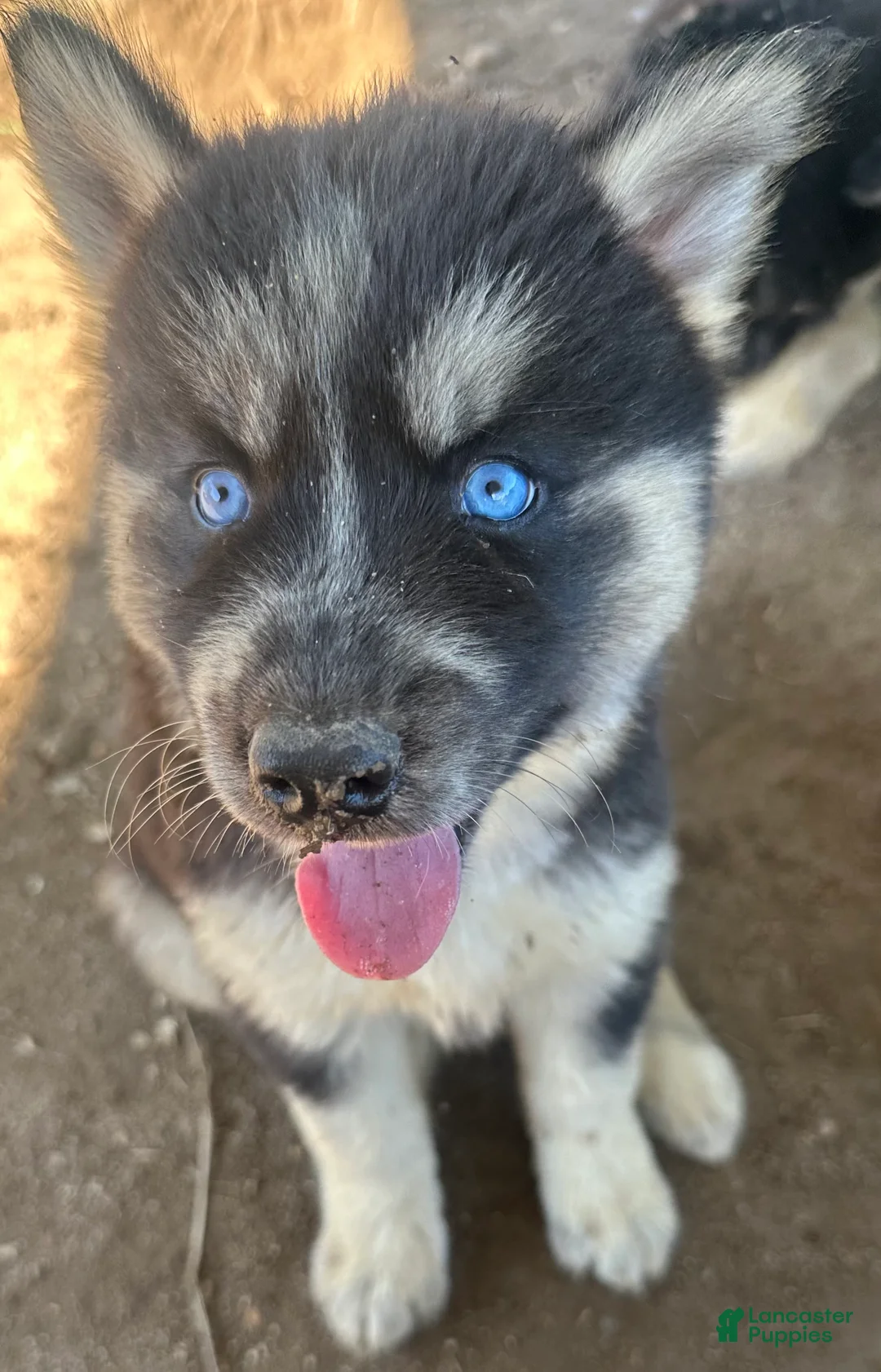 Siberian Husky dogs for sale: Siberian Husky 5 - Ad 1