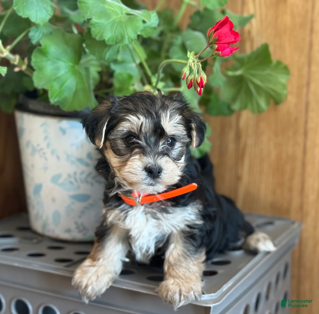Morkie dogs for sale: Bridgette - Ad 3