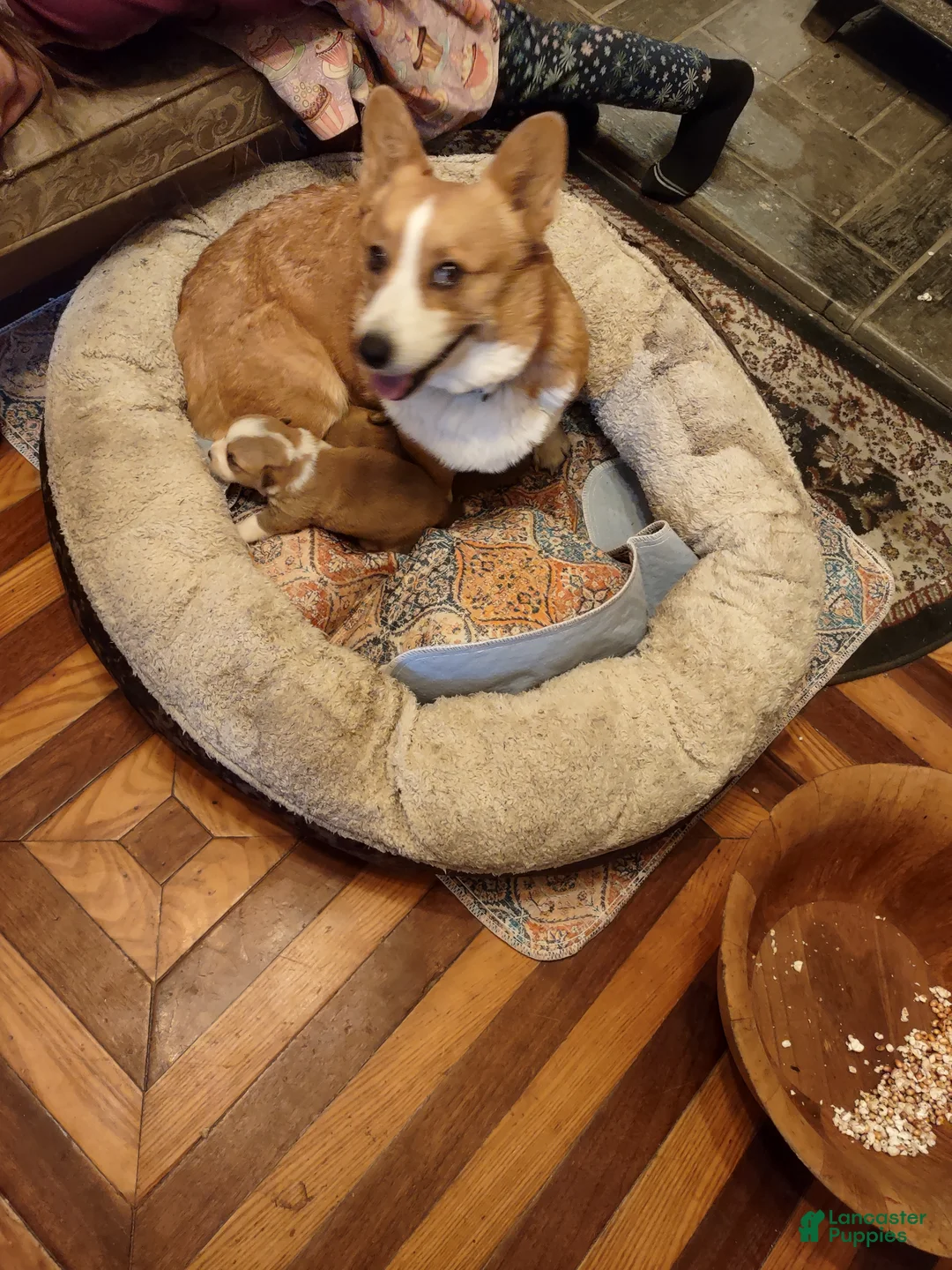 Welsh Corgi Pembroke dogs for sale: Brown Collar  - Ad 8