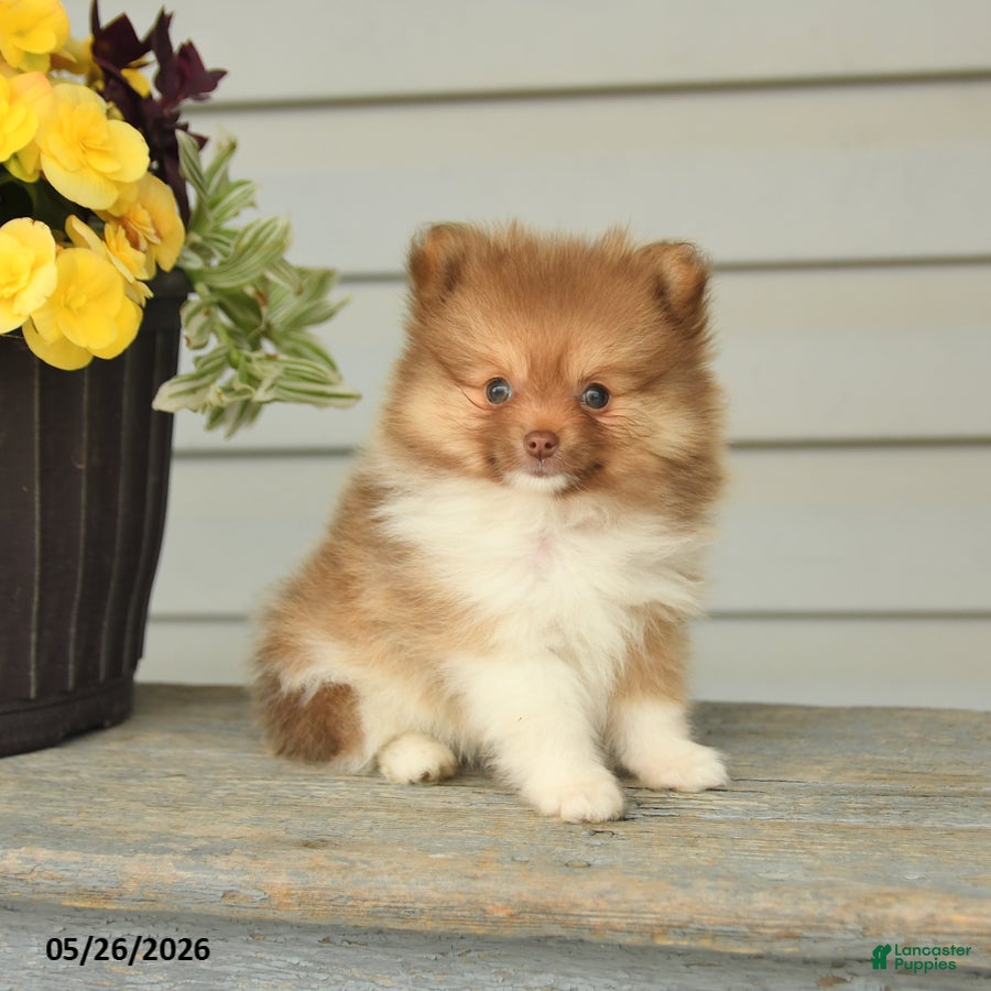 Pomeranian dogs Gregory - Ad 2