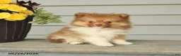 Pomeranian dogs for sale: Gregory - Ad 2