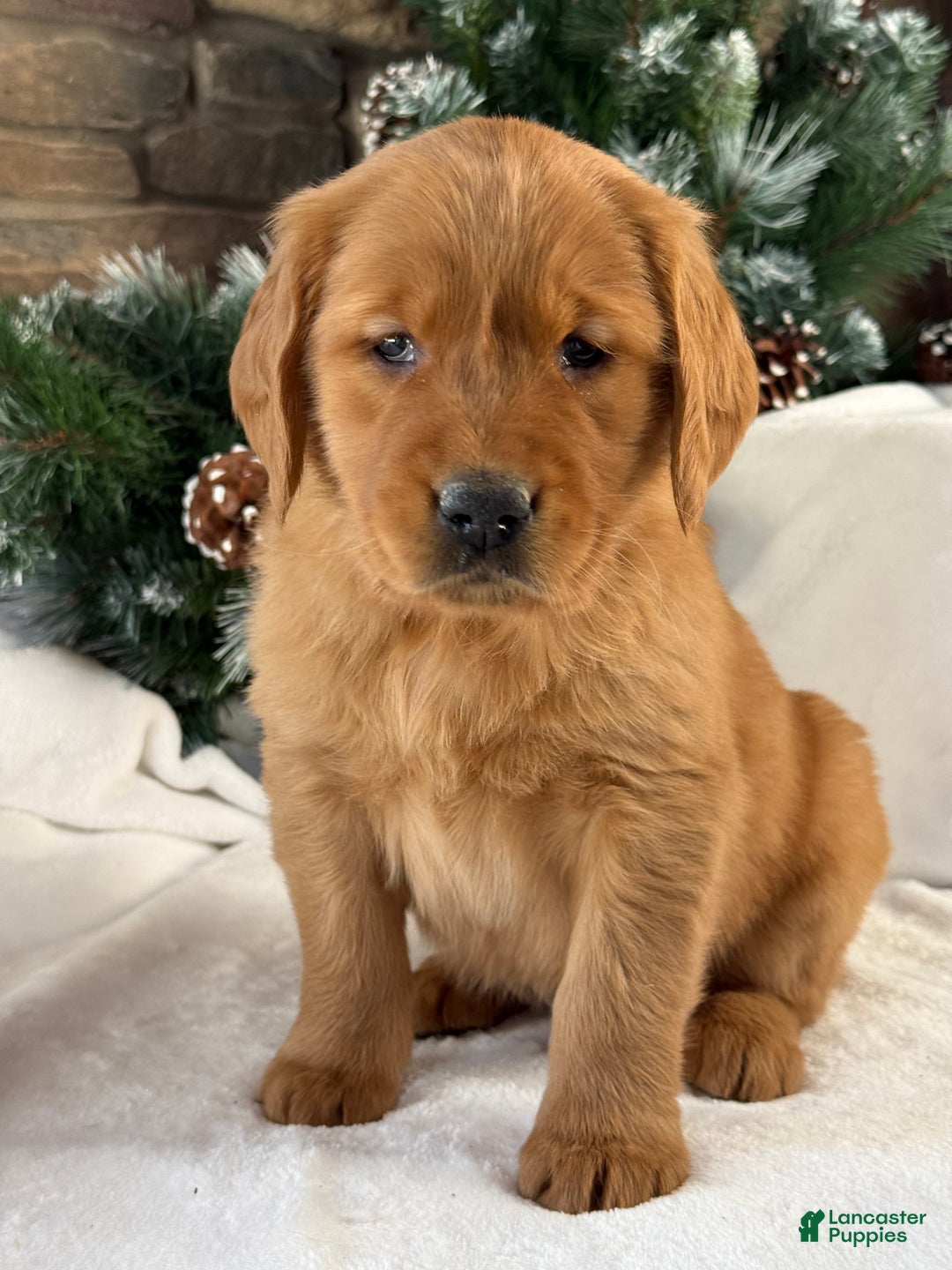 Golden Retriever dogs for sale: Archie  - Ad 2
