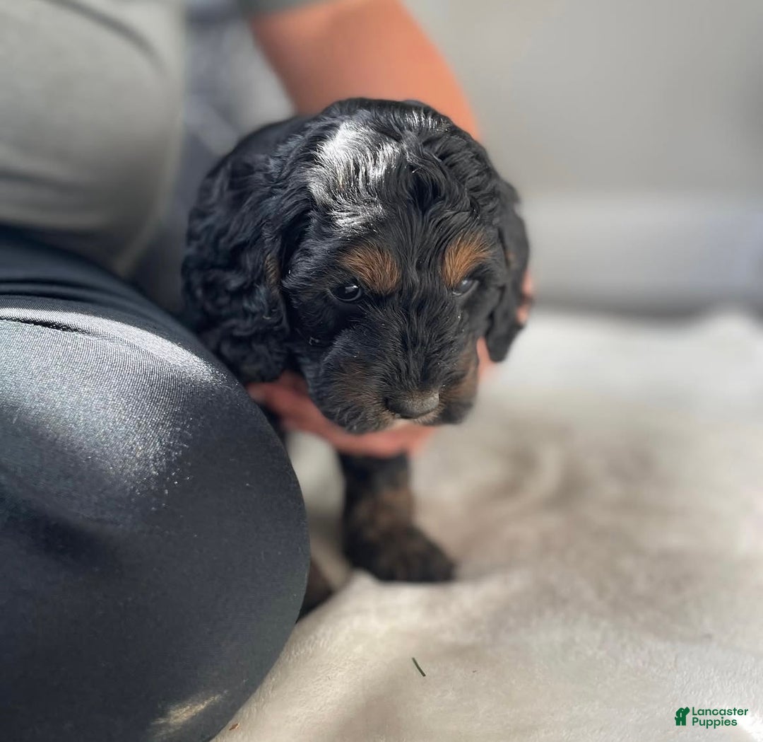 Cockapoo dogs for sale: Socks - Ad 3