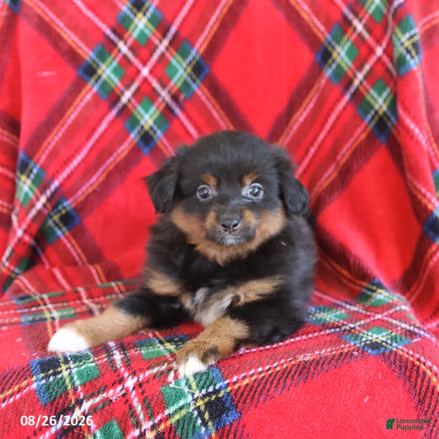 Toy Australian Shepherd dogs Jack  - Ad 1
