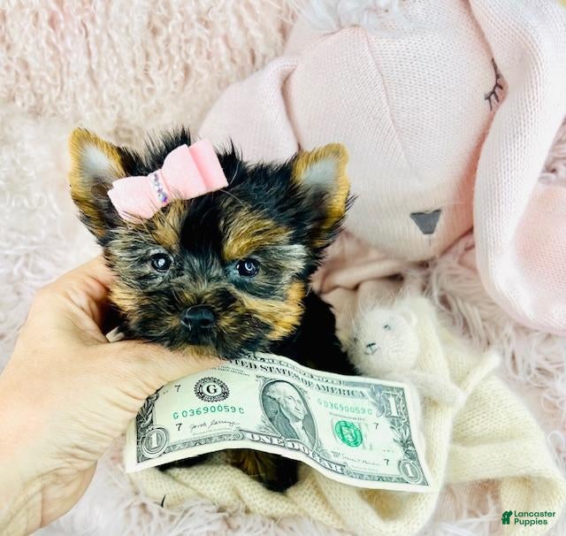 Yorkshire Terrier dogs Yorkshire Terrier Puppy 1 - Ad 1