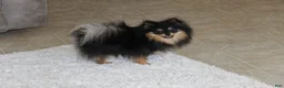 Pomeranian dogs for sale: Teacup Macy - Ad 12