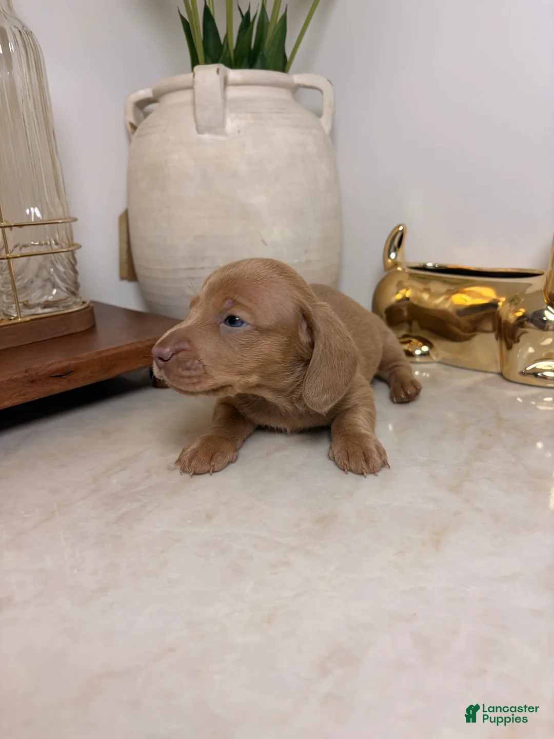 Miniature Dachshund dogs for sale: Rumi  - Ad 2